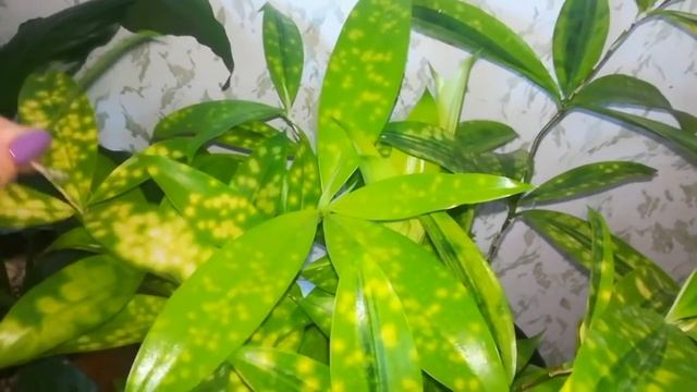 Драцена суркулоза... Расцвела ????????? смотреть онлайн