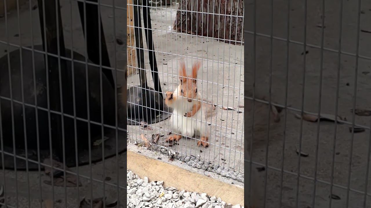 Самая авторитетная белка Евпатории))) #shotrs #приколы #природа #крым2024 смотреть онлайн