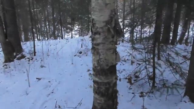 Охота капканами на куницу 22/23 год. смотреть онлайн