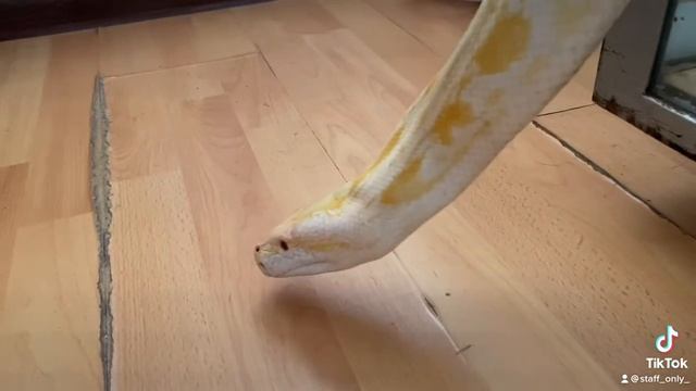 Питоны Али и Джумана ?❤️? #snake #python #змея #питон #террариум смотреть онлайн