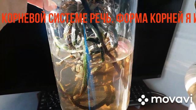 Phalaenopsis Philippinensis второе цветение