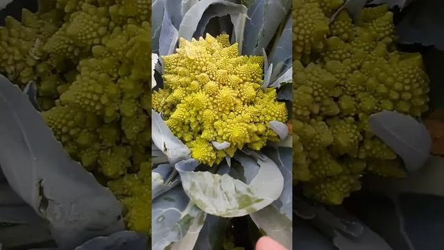 Капуста романеско - скоро на нашем канале! смотреть онлайн