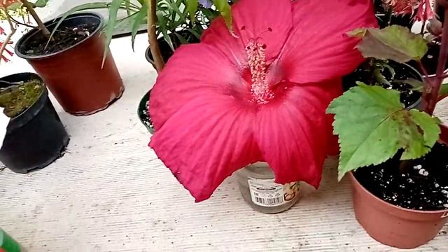 Красивоцветущие комнатные и не только. Какое ж лето без цветов! смотреть онлайн