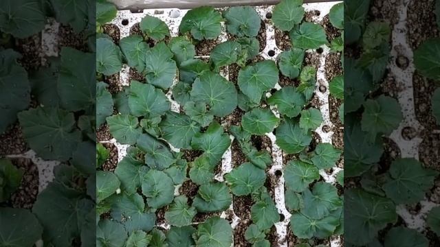 Бегония элатиор, черенкование, этап 1- установка черенка на укоренение. Грунт для черенкования. смотреть онлайн