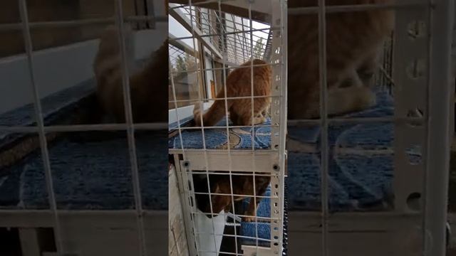 Балкон для кота на балконе человека смотреть онлайн