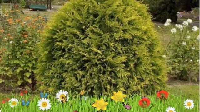 Туя западная Ауреоспиката ? Обзор: посадка и уход. крупномеры туи: описание и особенности смотреть онлайн
