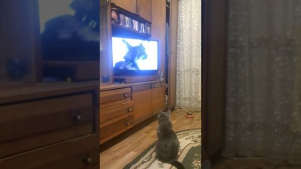 Кот смотрит ТВ (Cat watching TV)