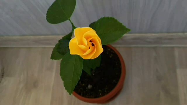 Гибискус смотреть онлайн