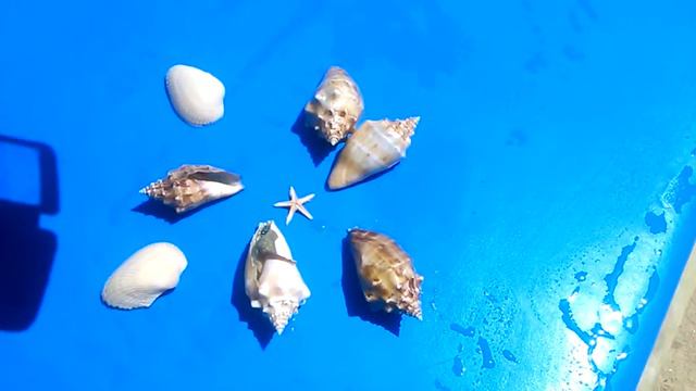 The inhabitants of the red sea. Обитатели Красного моря. смотреть онлайн