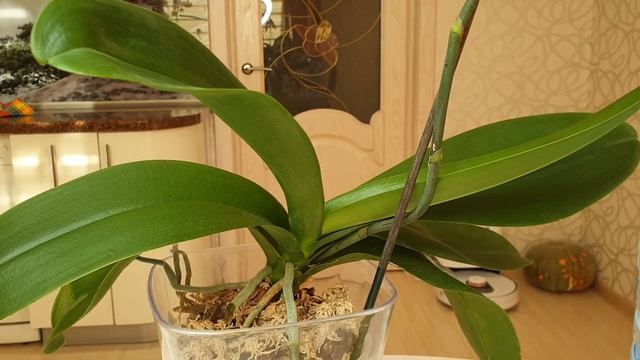 Питательная среда для семян орхидей смотреть онлайн