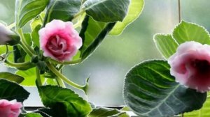 ГЛОКСИНИЯ. Что делать после покупки?