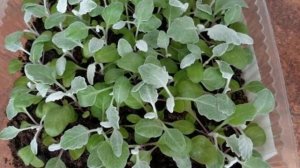 Когда сажать Цинерарию на рассаду, как сеять и ухаживать за мелкими Всходами