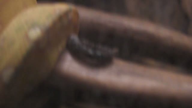 Juvenile green tree python "luring" with her tail смотреть онлайн