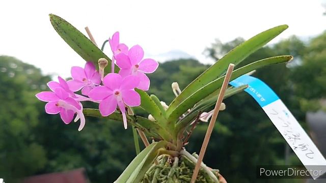 Ascofinetia Cherry Blossom ' Omega' チェリーブロッサム オメガ смотреть онлайн