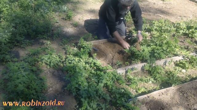 Разборки со снытью и противосорнячный крюк. Как убрать многолетний сорняк. смотреть онлайн