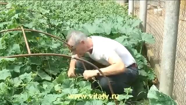 Живой огурец | Source