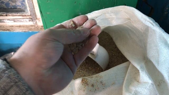 Отличие фабричных кур от моих домашних. Рассеиваю мифы о корме и содержании бройлера. смотреть онлайн