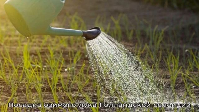 Описание сорта лука Сеншуй, особенности посадки и ухода смотреть онлайн