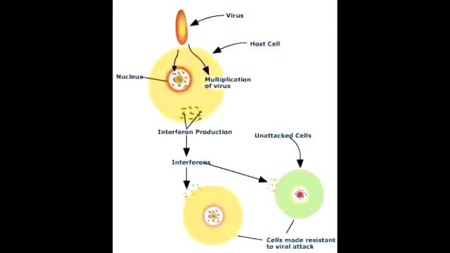 Interferon Mechanism смотреть онлайн