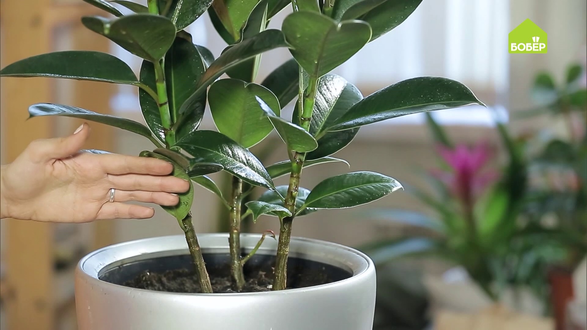 Фикус Эластика Робуста. Как правильно ухаживать и пересадить. Пересадка фикуса в домашних условиях смотреть онлайн