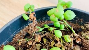 ?Как я спасала крестовники Роули и Геррейна. Размножение.