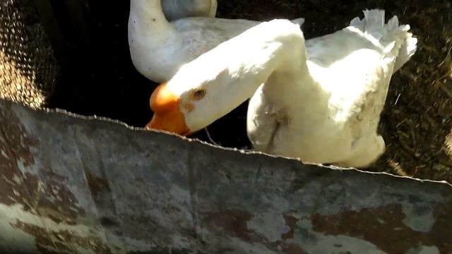 Сельский день, село Белое Северный Казахстан смотреть онлайн