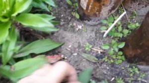 Гвоздика турецкая осенью.