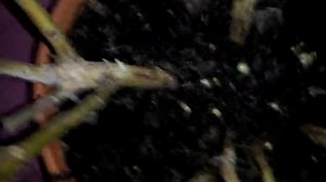 Крупнолистная Гортензия после зимовки в погребе