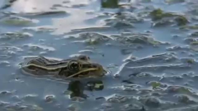 Explore the Mississippi River смотреть онлайн