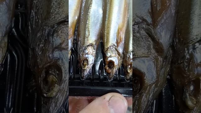 Промышленный скин, лоток 137 - 187 мм смотреть онлайн