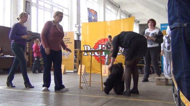 00201Моно пуделей 'ЧЕЛЯБА' 2015