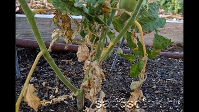 Они погубят вашу рассаду. Самые опасные болезни рассады смотреть онлайн