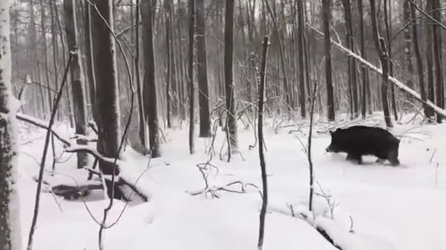 Охотник в лесу охотится на кабана & зимняя охота смотреть онлайн