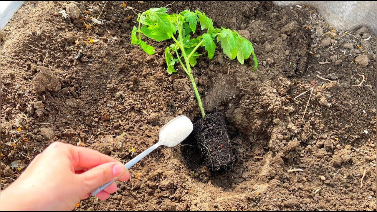 Положила это В ЛУНКУ, томаты СРАЗУ ПОШЛИ В РОСТ И ДАЛИ ШИКАРНЫЙ УРОЖАЙ смотреть онлайн