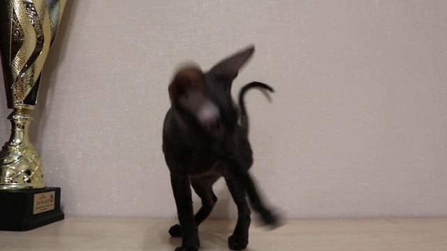 Котёнок корниш-рекс смотреть онлайн