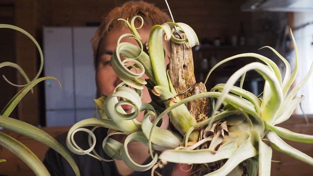 【育て方紹介】エアプランツの楽しみ方、無限【観葉植物】 смотреть онлайн