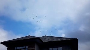 Гон новых голубей пермские гривуны