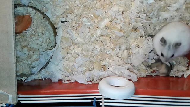 Чем кормить маленьких хомячат? Джунгарские хомяки. 9 дней смотреть онлайн