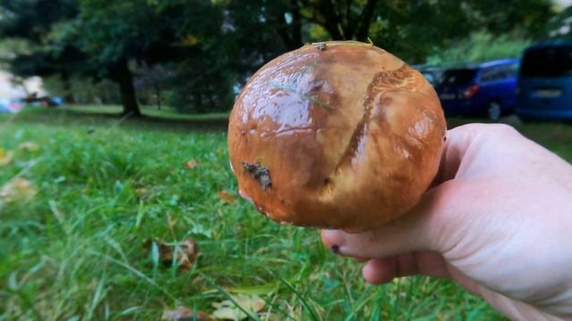 Klouzci a vzácný ryzec osténkatý (Lactarius spinosulus) смотреть онлайн