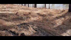 Сравнение УАЗ Патриот с блокировкой ИЖ техно с стоковыми патриотами.