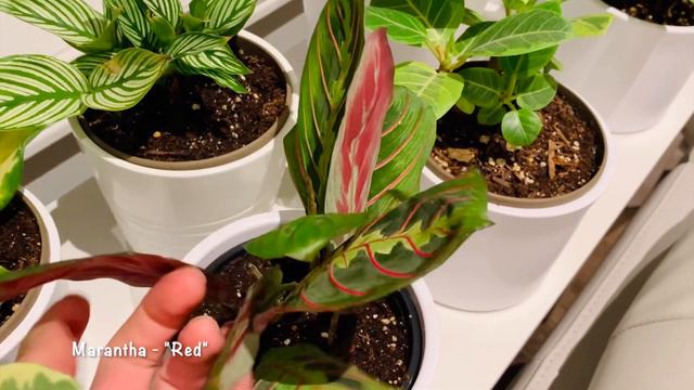 Houseplant Tour: December 2020 🪴😍🪴 смотреть онлайн