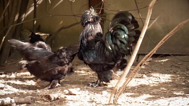 Разведение кур. Беззаботное хозяйство. Выпуск 1Разведение кур. Беззаботное хозяйство. Выпуск 1 смотреть онлайн