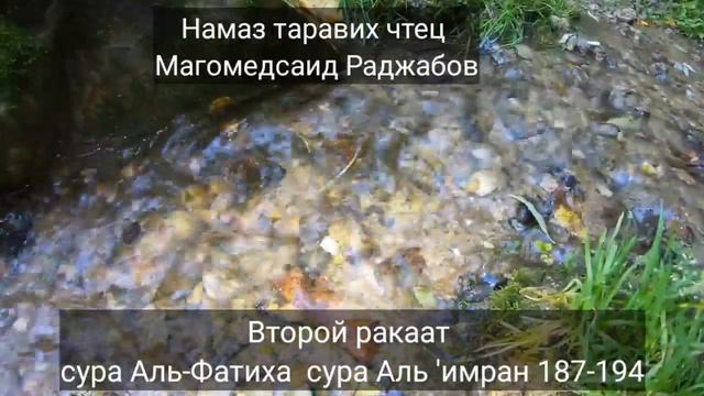 Магомедсаид Раджабов намаз таравих2 сура Аль-Фатиха и сура Аль 'имран 181-194 смотреть онлайн