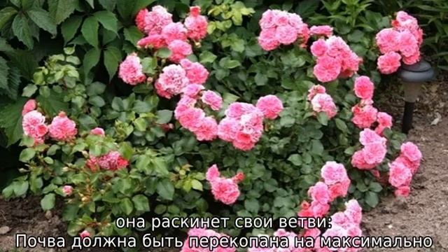 Почвопокровные розы: уход и выращивание смотреть онлайн