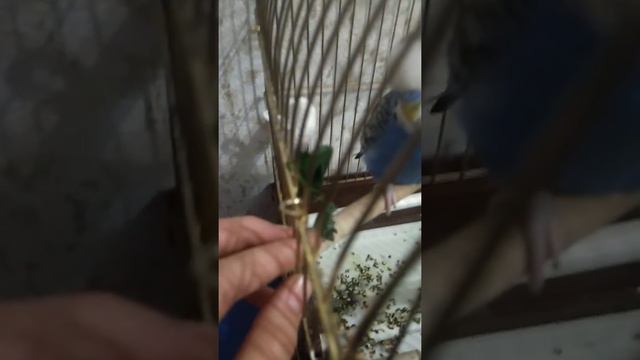 Как правильно ухаживать за попугаем какие травы Надо собирать ?какие нужны витамины? смотреть онлайн