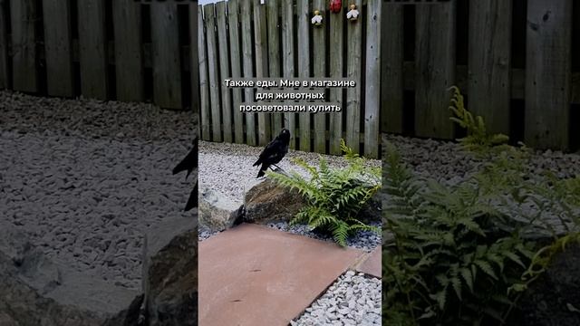 Чем посоветовали кормить ворона. Повседневная жизнь британцев забота о животных. Английские традици смотреть онлайн