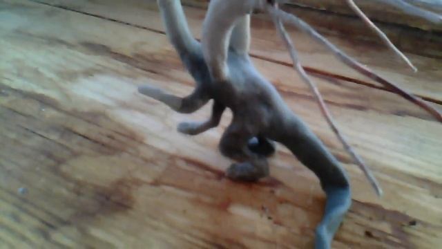 Дракон из глины своими руками часть 3 смотреть онлайн