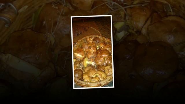 Осенний грибной сезон ДНР -2017 смотреть онлайн