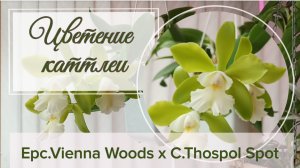 Цветение Epc.Vienna Woods x C.Thospol Spot конечно домашнее! Зеленая орхидея.