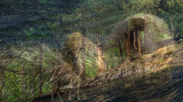 Дикие животные из Красной книги 2 смотреть онлайн